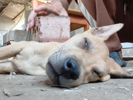 男子给正在睡梦中的土狗身上放了一块砖头，让狗子体验”鬼压床“