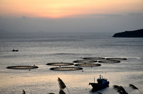 “海狗”出没！大陈岛首次发现，极度濒危