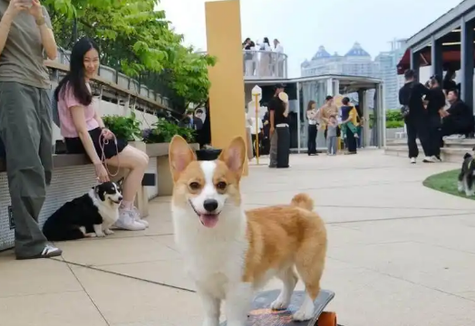 宠物也能成为“继承人”了吗？