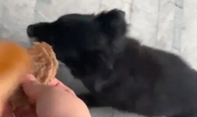 销售向女生卖东西，但是女生一心只想喂流浪狗，但是狗却不理她！