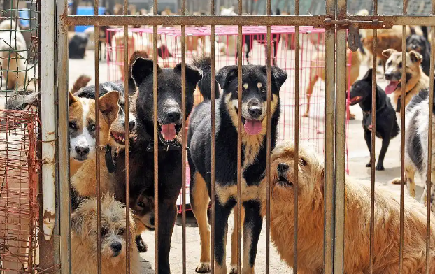 2025救助上海的流浪猫狗，需要个人行动与社区、专业组织的协作