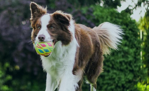宠物市场新的爆发点何在？