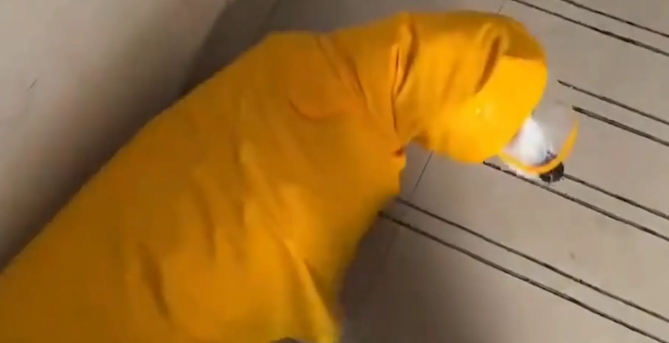 雨天柯基脚滑上不去斜坡，倒着走上了斜坡