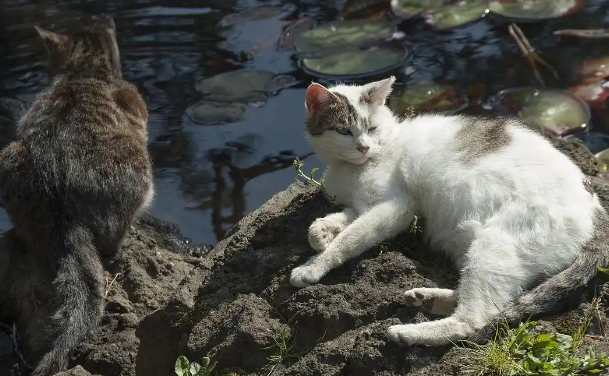 突然不喂流浪猫：生存危机还是生态平衡？