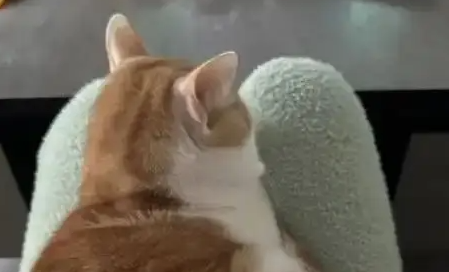 两只流浪猫的城市蜕变记！ 