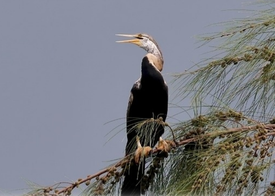 “稀客”！海南首次记录到近危物种黑腹蛇鹈