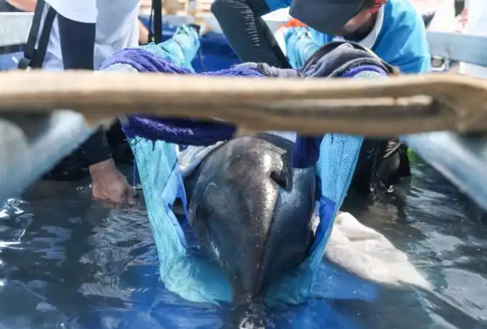 海南三亚：糙齿海豚被成功放归大海