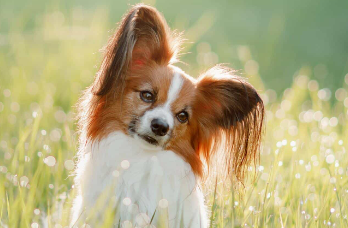 花8000元送去宠物学校的狗挨了打？