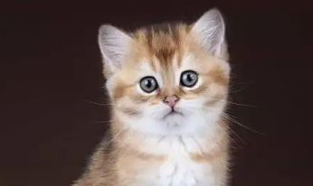 给流浪猫社区“安家”会带来多少问题？