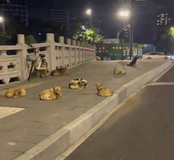 马路边上有一群流浪狗，有的在睡觉有的在放哨