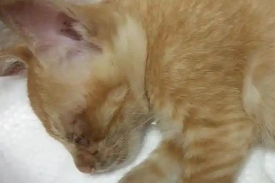 宠物猫手术后突然死亡，猫主人想调监控遭拒