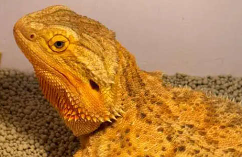 蜥蜴、水豚、土拨鼠等小众宠物走红，中疾控提醒！