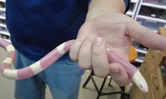 小学生盯上养宠物蛇，价格300元起