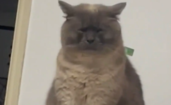 猫咪表情愁眉苦脸笑翻众人。网友：好命苦的感觉 