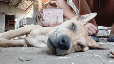 男子给正在睡梦中的土狗身上放了一块砖头，让狗子体验”鬼压床“ 