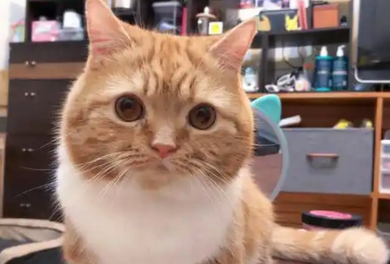 主人吃外卖，猫咪伸出猫爪偷吃够不着，主人忍不住笑喷