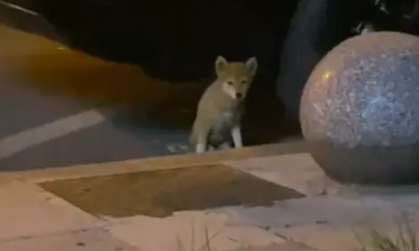 被裁员男生遇到双腿残疾的小狗，毅然决定救它：没我它活不下来！