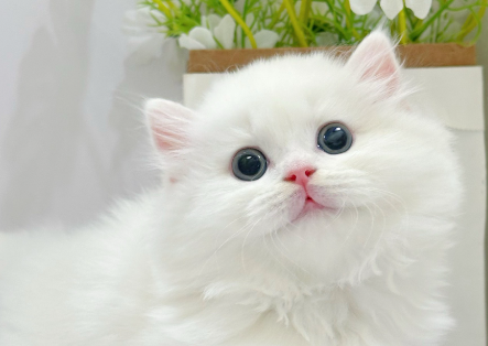 幸好没换电话，宠物猫失踪16年后惊喜找回