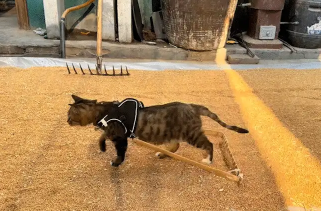 狸花猫会犁麦子。网友：要不然怎么叫犁猫呢