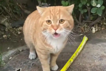 那只因为一顿饭，主动找上门的流浪品种猫，成为了家猫中的一员