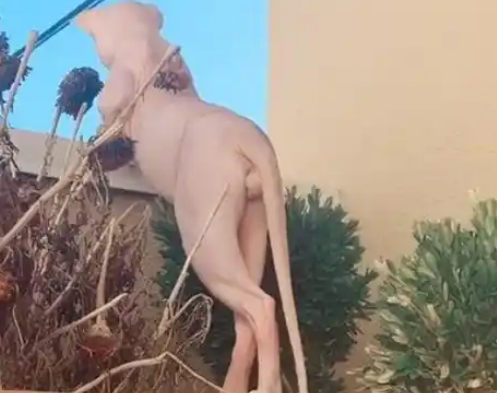 猫咪看风景好身材一览无余，网友：单身久了看猫都妖娆