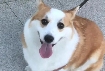 免费“代遛狗”火了！“忙碌狗”暑假档期排满