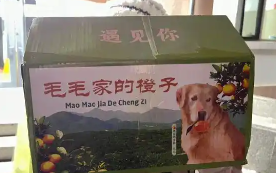网红金毛犬突发心脏病离世，曾因摘橙子助农走红