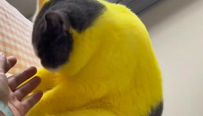 女子给猫咪染成黄色。网友:黄疸配色