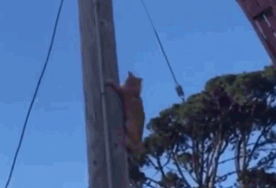 猫咪被困，女子叫消防员来帮忙，不料猫咪自己下来了