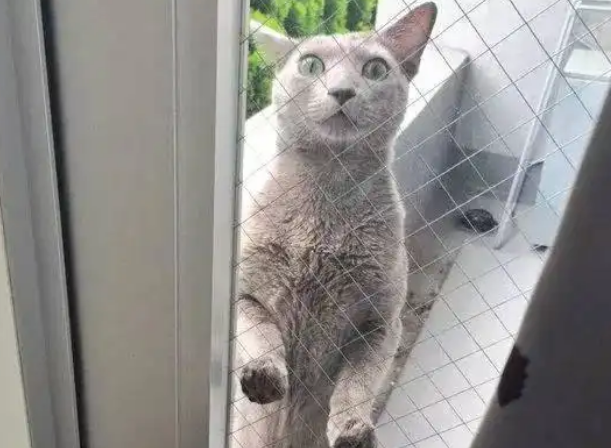 猫咪夜不归宿，被主人关门外，表情让人笑喷