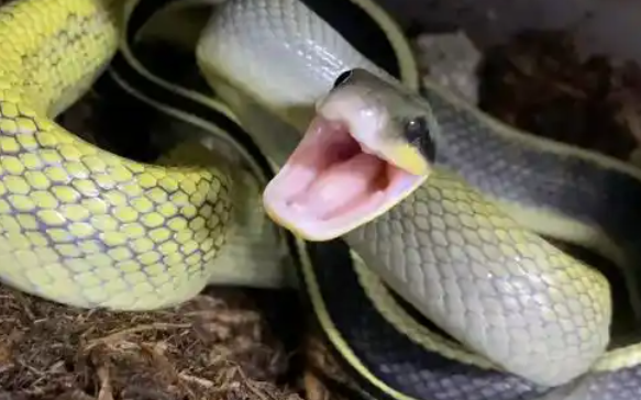 蛇年宠物蛇热销，价格最低几十元