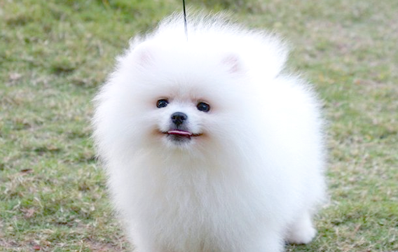 14岁少年遭脱缰宠物犬惊扰引发车祸致残