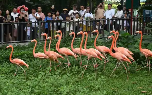 立夏！深圳野生动物园动物享用“西瓜大餐”