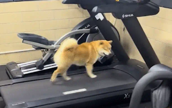 柴犬会在跑步机上跑步锻炼。网友：狗都比我自律