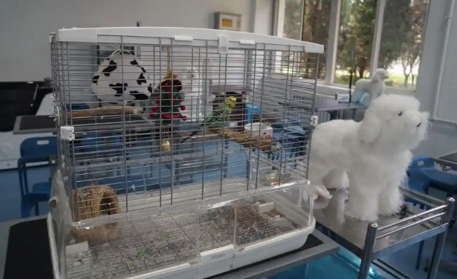 我有萌宠做“助教”——探秘青岛市技师学院宠物专业