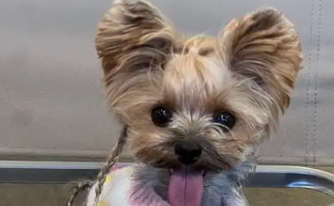 网购的宠物狗只活了3天！买家索赔，法院判了