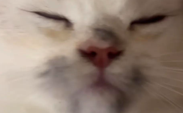 猫猫在家捣乱，小脸整得黢黑，被抓到后还想蒙混过关