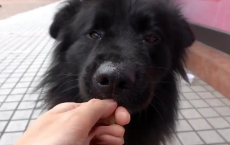 那只每天守在饭店门口，被宠物狗驱赶的流浪狗，终于有家了