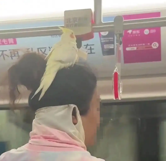 北京地铁内现头顶鹦鹉乘客 引发网友热议