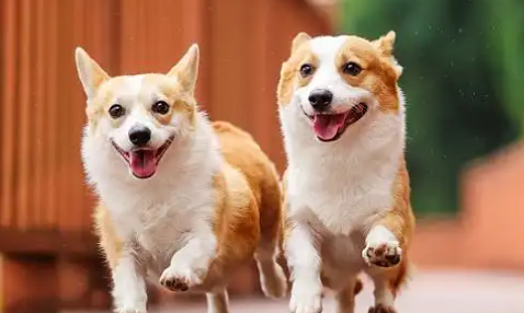 离异女子立遗嘱给狗狗留了十几万元！