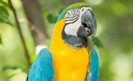 长相惊艳但生存堪忧，我们为什么要关注鹦鹉保护？