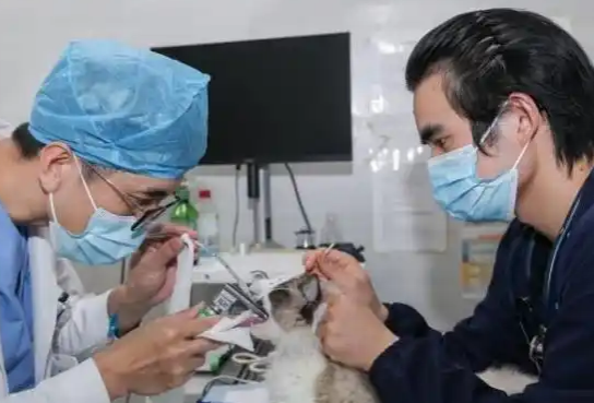 萌宠健康“守护者”：守护主人与爱宠的“别样”陪伴