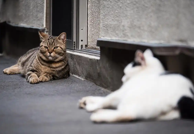 深夜猫叫VS生物灭绝，流浪猫引发的蝴蝶效应