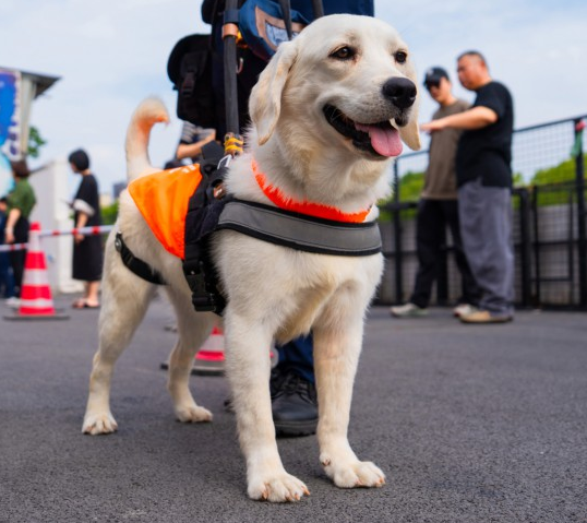 全上海现役导盲犬只有30只，另有10只有望尽快服役