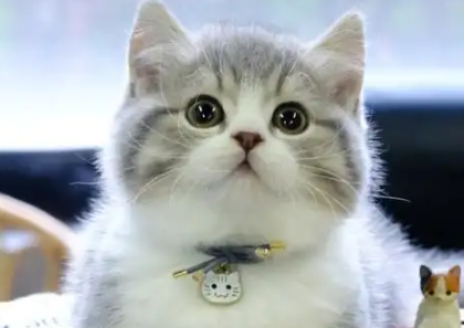 猫吞食异物治疗花了两万，调查：看病比人贵，宠物保险靠不靠谱？