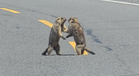 男子路遇两只土拨鼠打架。网友：不知道的以为在跳华尔兹呢 