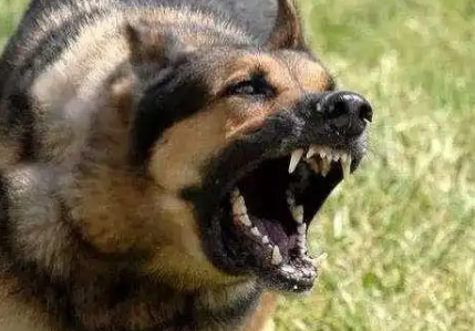 狼怕狗？还是狗怕狼？为什么狼见了狗会跑，狗却敢于和狼殊死一搏 