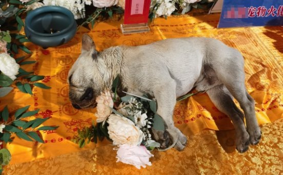 宠物狗被撞死后，主人索赔火化费、“超度”费？法院判了