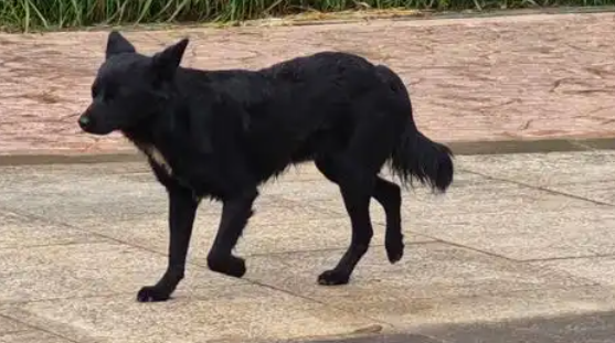 国内首个“流浪狗变身搜救犬”获成功