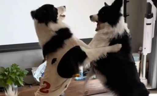 男子不想给狗子“炒狗粮“，挑拨离间两只狗，计谋得逞